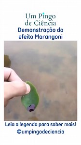 💡 O efeito Marangoni é um fenômeno físico que envolve o movimento de líquidos devido a gradientes de tensão superficial. Isso ocorre quando há uma diferença de concentração de surfactantes ou temperatura na superfície do líquido, resultando em um fluxo de massa. 🍃💨 A tinta na borda de uma folha perturba a tensão superficial da água porque tem uma tensão diferente, fazendo com que se espalhe rapidamente. As moléculas de tinta se afastam da água para encontrar equilíbrio. À medida que se movem,