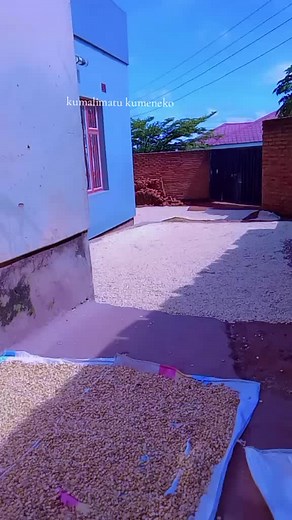 #harvest #malawiantiktoker😂 #MrsJanuary❤️