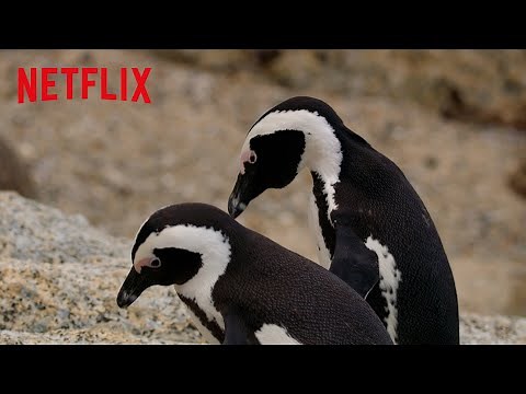 Penguin Lovebirds: The Bougainvilleas 🐧💞🐧 Penguin Town | Netflix After School