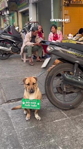 Sáng giờ mới được 2 khách 🙈 | Pet Mart - Cửa Hàng Thú Cưng