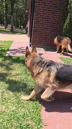 Going Out, Coming In #germanshepherd #blueheeler