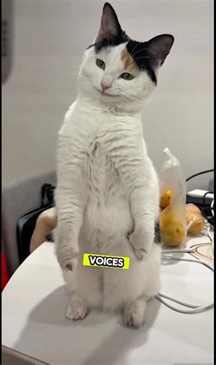 How to Make Your Cat Actually Love You 🐱 #cat