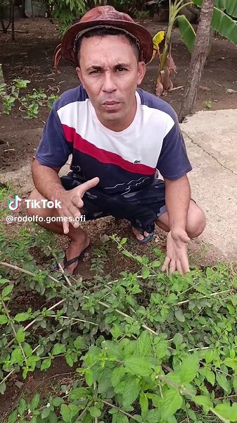 Planta Eva Cidreira: Alívio Natural para Dor de Barriga