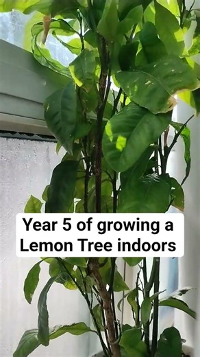 5 years growing this Lemon tree… indoors 🍋
