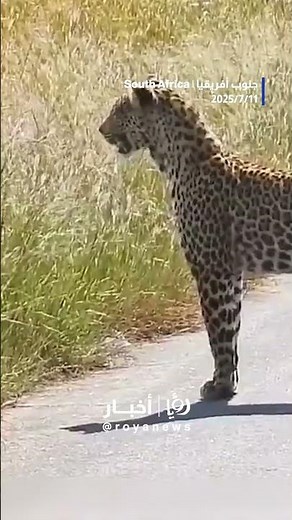 Tiger stands on its hind legs to watch antelope