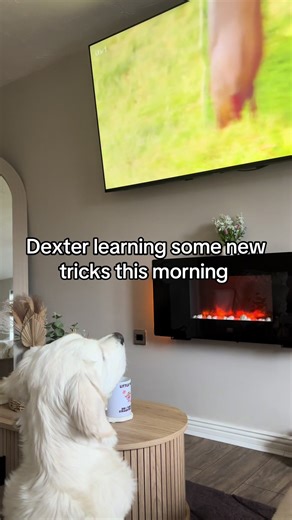 Dexter the Golden Retriever Learns New Tricks