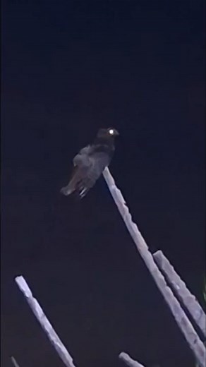 Chuck will's widow birdwatching at night #birds #birdwatching #nightjar #wildlife