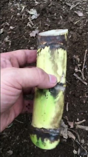 ✅ How to Plant Sugarcane 🎋 Easy and Fast ✅
