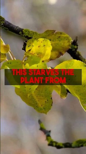 Understanding Vinca Yellowing Leaves Best Practices