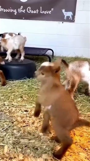 Cute Goat Kid Funny Jumps