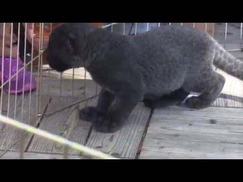 ヒョウの赤ちゃんの声