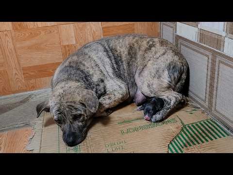 Heartbreaking! Newborn Puppy Cries in Pain After Mom Accidentally Pins Him Down