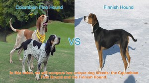 Comparing Colombian Fino Hound and Finnish Hound: Traits and Characteristics