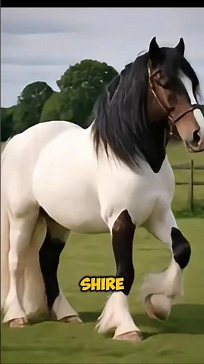 Meet The Massive Australian Draft Horse #horse #shorts #facts