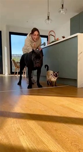 WORK SMARTER, NOT HARDER! 😂 Cane Corso vs. Siamese Challenge #8k #fortnite #ai #3d #soraai #shorts