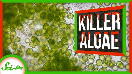 When algae learned to hunt