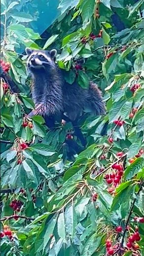 Raccoon Eating Cherries In Our Cherry Tree #raccoon #cherrytree #animalsinnature