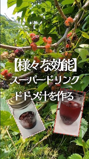 【様々な効能】スーパードリンク😻桑の実ジュースを作る😍 #桑の実 #ジュース #レシピ #効能 #健康
