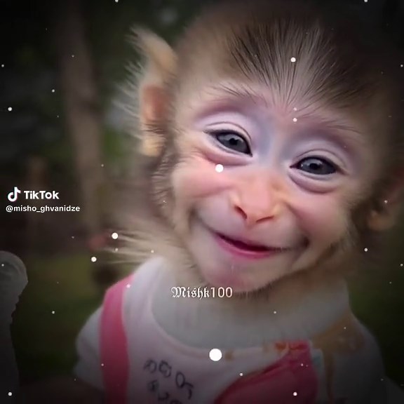 Smiling Baby Monkey Memes: A Compilation of Joy