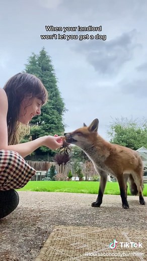 Meet My Pet Fox Phil: A Domesticated Fox in London