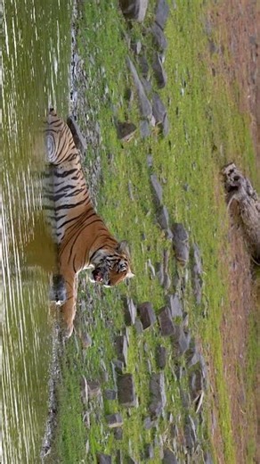 🐅🌿 Tiger Walk in RTR – The Jungle King on His Royal Path 👑🔥