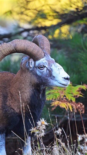 En tête à tête avec un ange 😇 Bavella 17 octobre 2025 #corsicanlife #corsica #corse #altaroccatourisme #randonnée #mouflon #muvracorsa | A Muvrella Randonnées