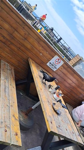 "What sign?" 🐦‍⬛😅🌞 #tramore #funfair | Tramore Amusement and Leisure Park