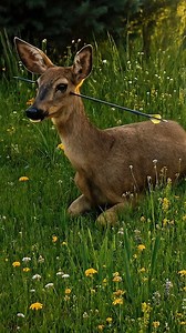 Cazar no es causar sufrimiento #huntingdog #hunting #DogHunter #dogs #hound #HuntingLegacy | Hunting Legacy