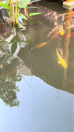 Beautiful fish #fish #beautifulfish