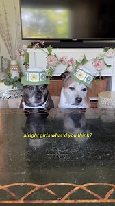 299K views · 21K reactions | The girls are ready for ✨HOT DOG SUMMER✨ in their matching crop top and bucket hat sets 凉☀️ Made using Premier Yarns Cotton Sprout Worsted in White, Leaf, Yellow, and Bark 朗 #staffies #doglovers #doglife #rescuedogs #dogvideos #dogoftheday #rescuedog #seniordog #crochet #crochetaddict #cute #dogs #dogvideos #cutedogs #dogmom | Sookie and Ivy | Facebook