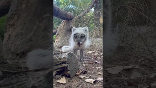 Arctic Fox Starts Day with a Chilly Breakfast Treat