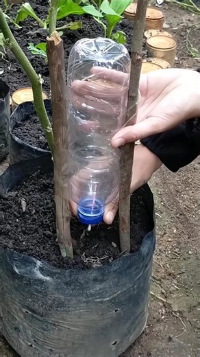 Making drip irrigation for eggplant plants using used plastic bottles #plants #agriculture #garden