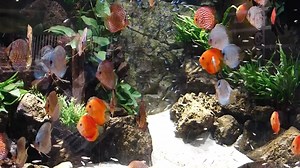 2.9K views · 150 reactions | 8000 Liter Stendker Discus Tank <3 Thanks to Kölle Zoo Munich (Germany) | Volkers Discus Paradise Berlin | Facebook