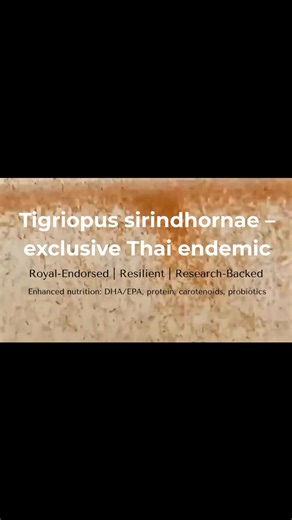 🎥 Premium Live Copepods – Now in the USA 🇺🇸 Looking for the best live copepods for your reef tank or hatchery? 🌊 At Lion Pods, we provide Tigriopus sirindhornae (Royal-Endorsed), Tisbe sp., and Apocyclops panamensis – trusted by aquarists, researchers, and hatcheries worldwide for over 10 years of research-backed cultivation 🧬. ✅ Smithsonian-vouchered master strain ✅ Alive-on-Arrival Guarantee across the USA ✅ Scientifically validated nutrition – Omega-3 (DHA/EPA), protein, carotenoids, pro