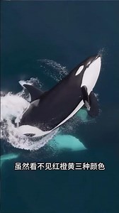 Where are an orca's eyes, exactly? #Orca #MarineBiologyEducation
