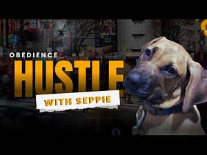 Boerboel Pup Obedience Training Guide