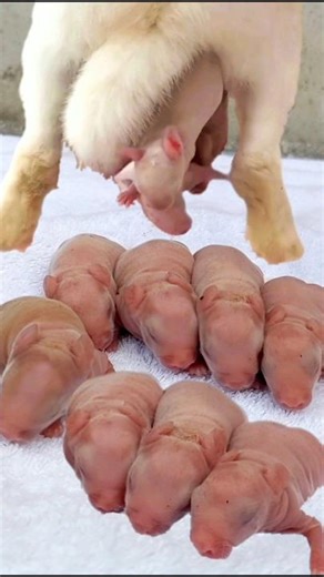 Rabbit Baby - Little Baby Rabbits Grow Up Day By Day #pets #animals #shorts