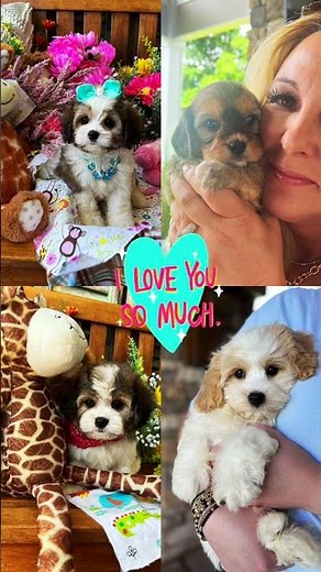 Cavachon Puppy Adventures: Cuteness Overload! #cavachon #puppy #cute #fun