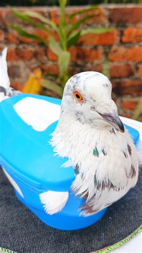 Pigeon treatment 1685 #birds​ #pigeon​ #pets​ #USA #America #USATips #AmericanLife #usashorts