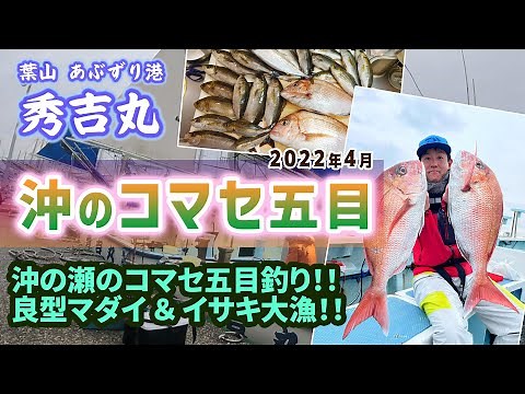 【真鯛・イサキ】沖の瀬のコマセ五目釣り！良型真鯛ゲット！イサキ大漁！【葉山あぶずり港 秀吉丸 10号船】