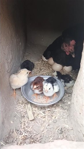 Cute Baby Chicks Hatching from Eggs 🐣 | Mother Hen with Newborn Chicks