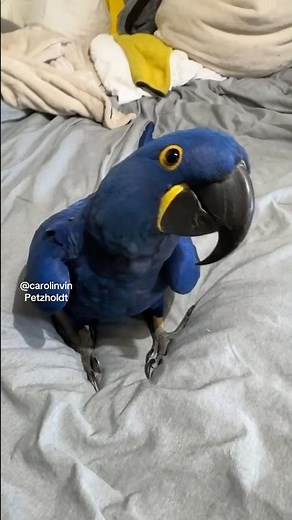 ANGRY ADORABLE HYACINTH AND CATALINA MACAWS PLAY FLIGHT!