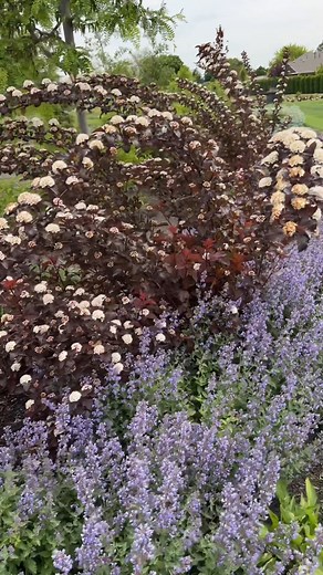 Ginger Wine Ninebark is so easy to care for and is hardy in zones 3-7. Best yet, it provides beautiful color that extends from the spring through fall! This flowering shrub does best in the sun and can reach a height and width of 60-72", learn more... 3-7. pwwin.rs/GWineLA24 | Proven Winners