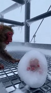 A Tiny Heartbeat Refusing to Fade #monkey #babymonkey #poormonkey #frozen | Monkey Milo