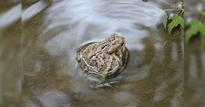 DNR calls for volunteers to help with frog and toad calling survey