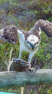 1.5M views · 10K reactions | Osprey eating a Fish Wincent 79M3D #bird #nature #wildlife | HAWI Studios | Facebook