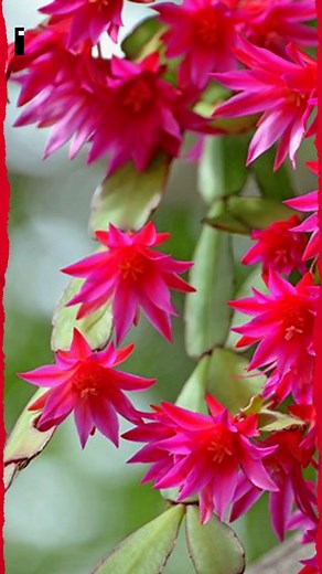 Here are 3 EASY growing tips for Christmas Cactus! 😍 | Garden Lovers Club