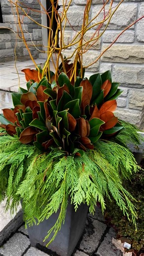 Vanessa Monardo on Instagram: "Our Simply Magnolia planter is one of our favorites! Sometimes a simple planter can be more challenging than one with multiple elements. Here we made sure to: 🌿Use the tallest curly willow we could find to really fill in the space between the planter and the light fixtures 🌿Found the droopiest cedar branches for the best skirt! If your cedar branches are too stiff and straight you won’t get the same effect, or it will be MUCH harder! 🌿Carefully placed my magnoli