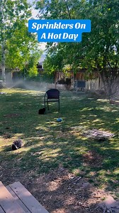 3.2K views · 54 reactions | How do you keep your rabbits cool during the summer?? | Rabbit Pals | Facebook