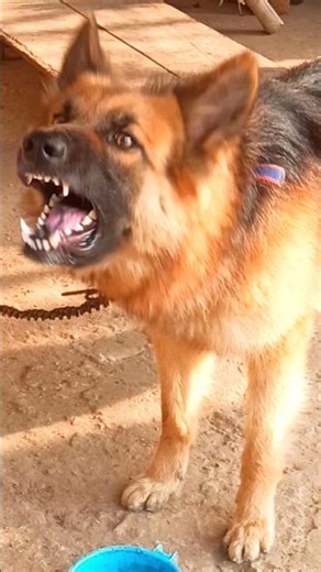 Viral angry agressive German shepherd dog barking loudly #germanshepherd #shorts #shortsviral